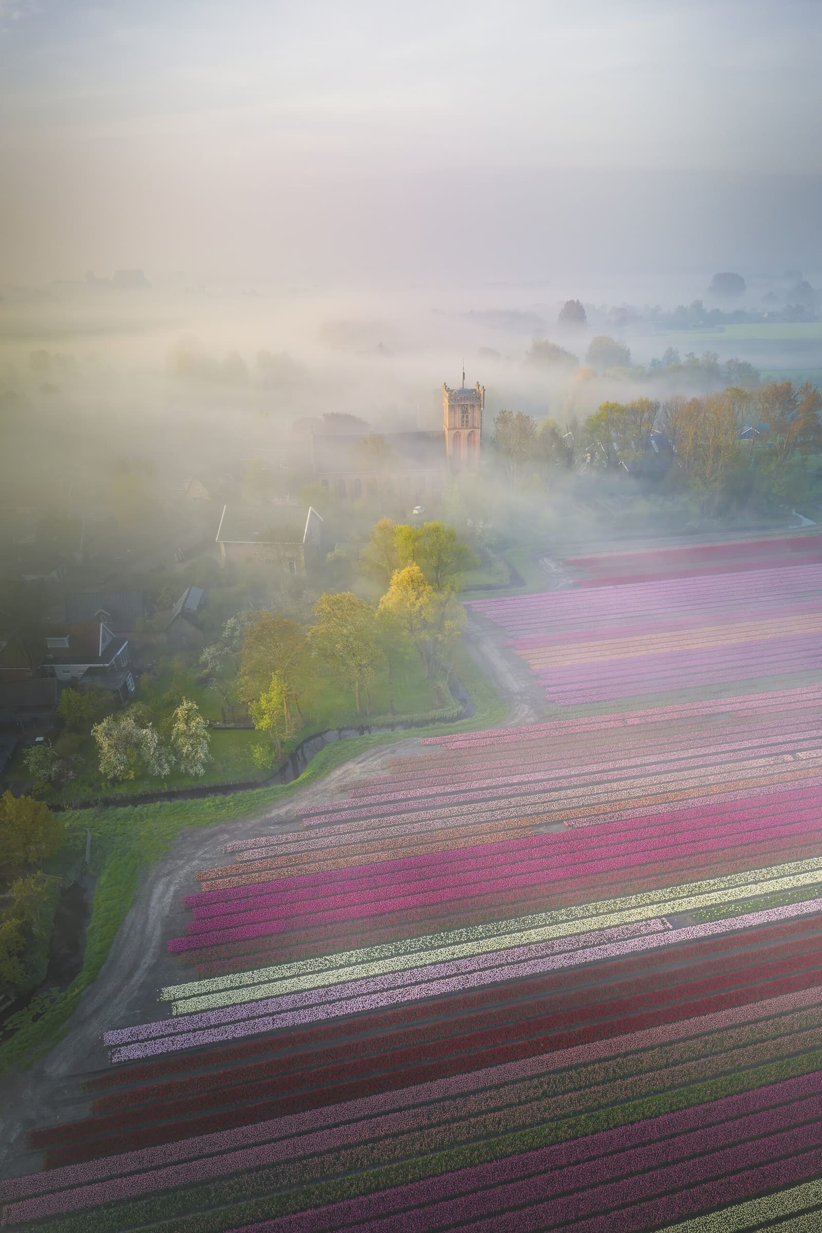 Tulip Village