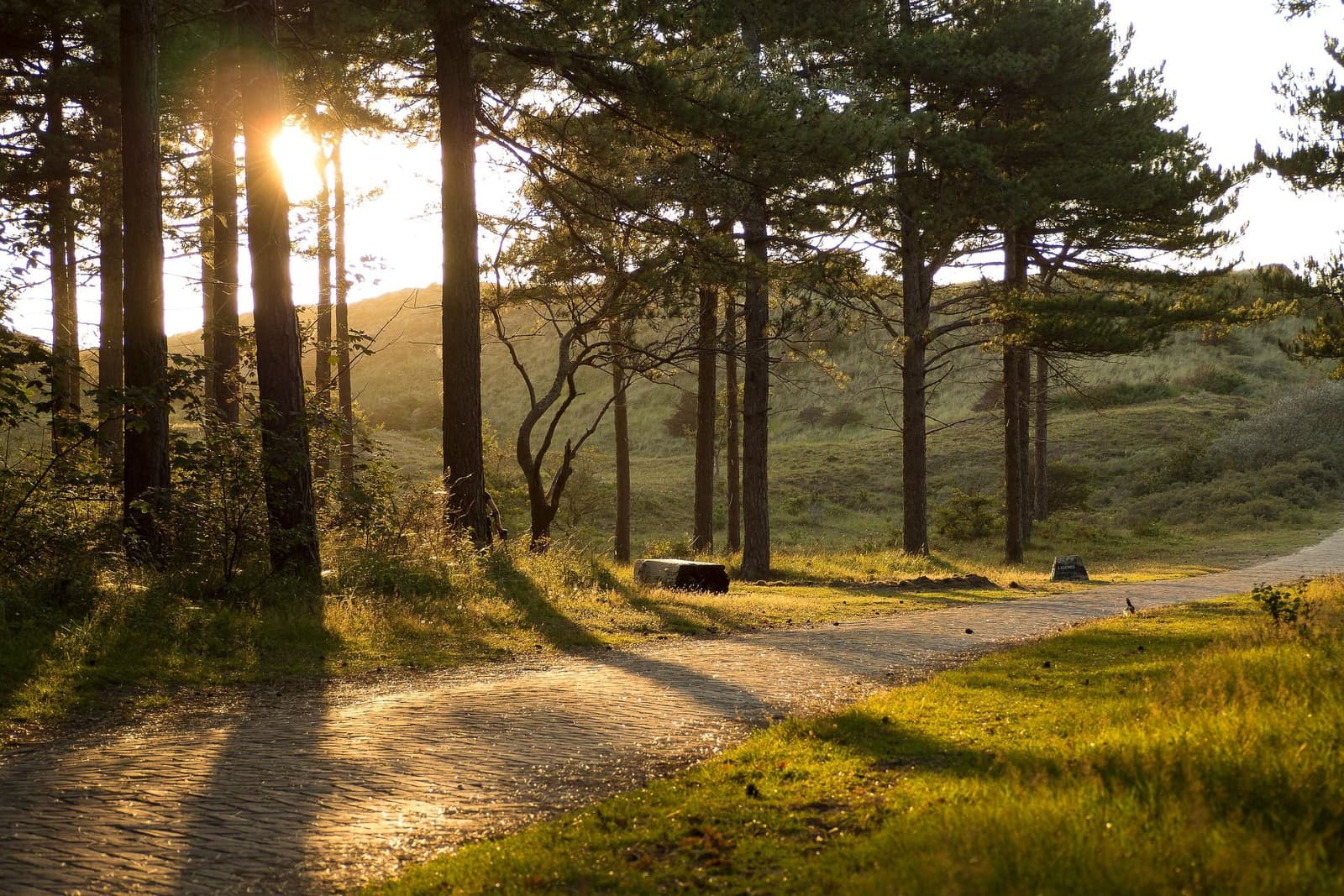 Hollandse duinen