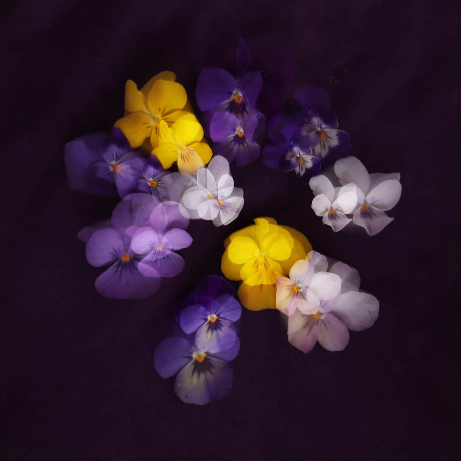 Violets Family
